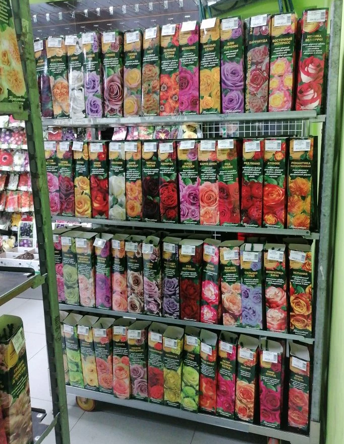 САЖЕНЦЫ РОЗ УЖЕ В ПРОДАЖЕ